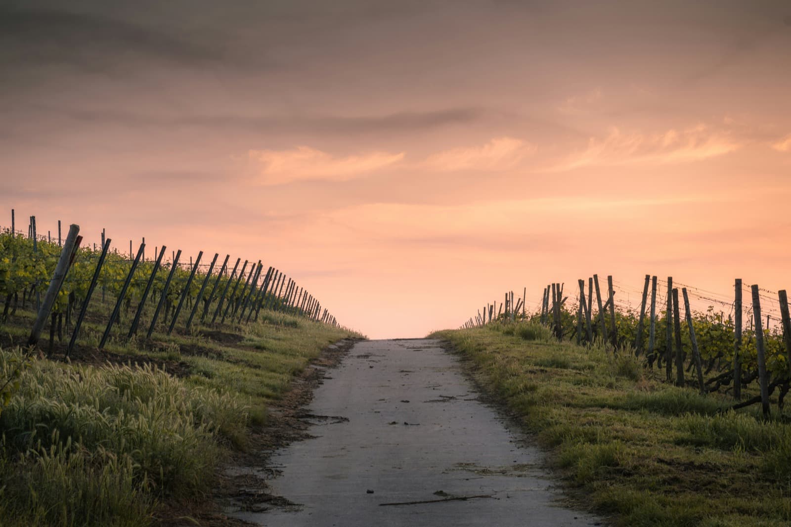 A path through a vineyard at sunset, representing the journey of taking a first step toward therapy