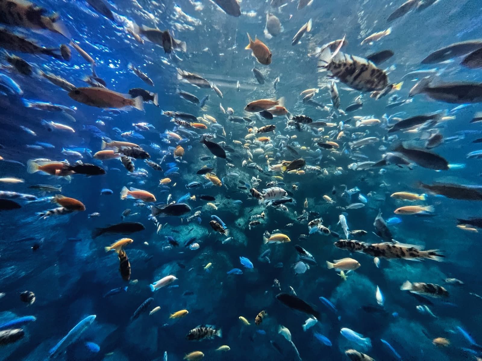 A school of fish swimming together, representing the community and connection found in group therapy